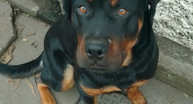 Rottweiler 10 months old full bread(no papers)