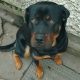 Rottweiler 10 months old full bread(no papers)