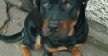 Rottweiler 10 months old full bread(no papers)