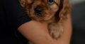 Cavalier King Charles Spaniel Dog breed