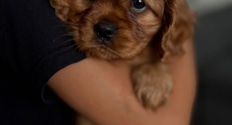 Cavalier King Charles Spaniel Dog breed