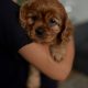Cavalier King Charles Spaniel Dog breed
