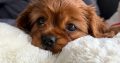 Cavalier King Charles Spaniel Dog breed