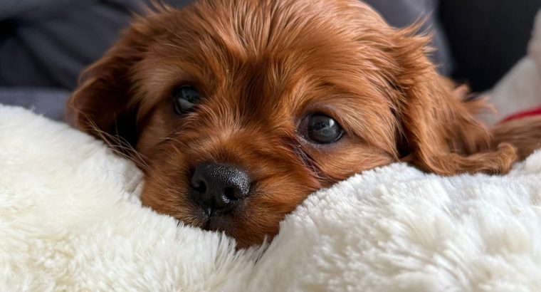 Cavalier King Charles Spaniel Dog breed