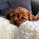 Cavalier King Charles Spaniel Dog breed