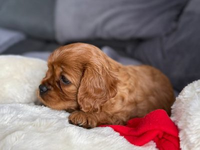 Cavalier King Charles Spaniel Dog breed