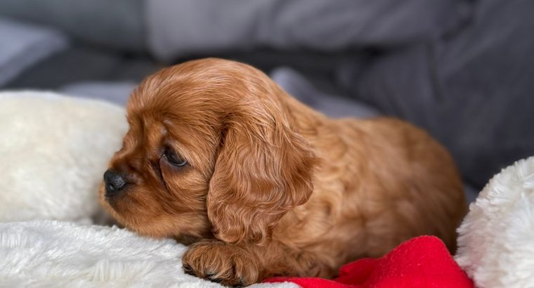 Cavalier King Charles Spaniel Dog breed