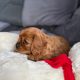 Cavalier King Charles Spaniel Dog breed