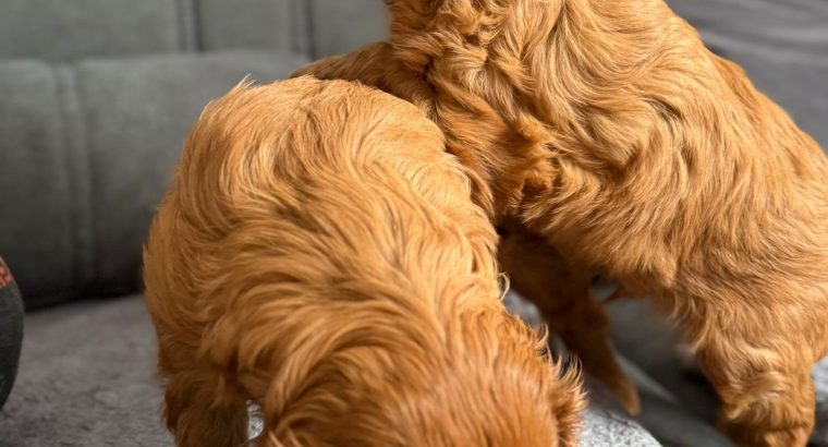 Cavalier King Charles Spaniel Dog breed