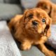 Cavalier King Charles Spaniel Dog breed