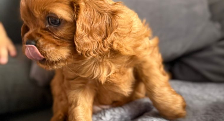 Cavalier King Charles Spaniel Dog breed