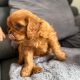 Cavalier King Charles Spaniel Dog breed