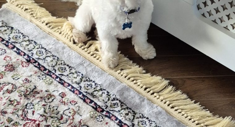 10 month old Maltese