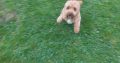 Cavapoo puppy for sale