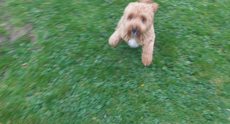 Cavapoo puppy for sale