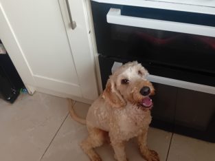 1 year old Cockapoo for Sale