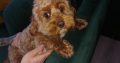 Cavapoo puppy for sale
