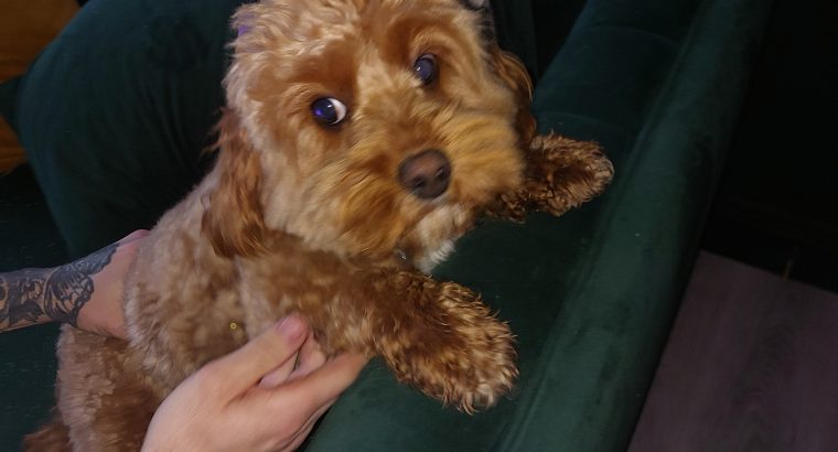 Cavapoo puppy for sale
