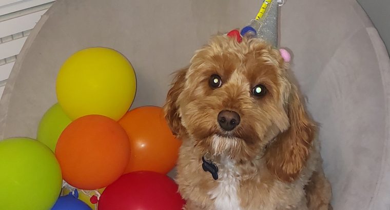 Cavapoo puppy for sale