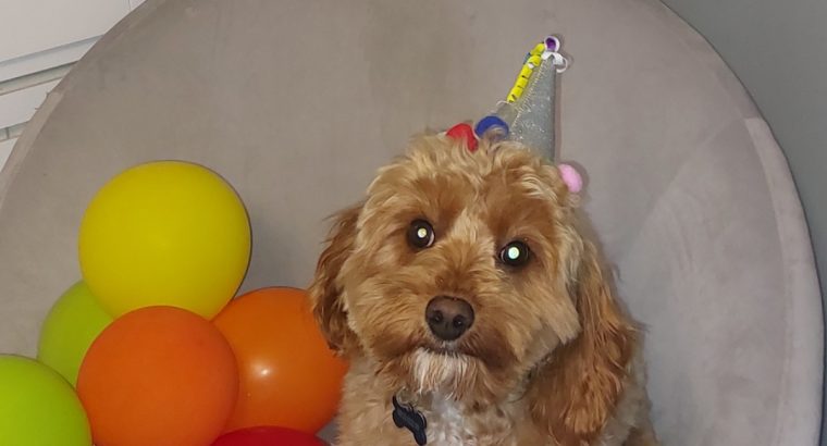 Cavapoo puppy for sale