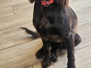 Cocker spaniel pup