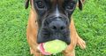 11-Month-Old Female Boxer Looking for Forever Home