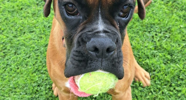 11-Month-Old Female Boxer Looking for Forever Home