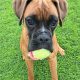 11-Month-Old Female Boxer Looking for Forever Home