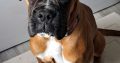 11-Month-Old Female Boxer Looking for Forever Home