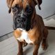 11-Month-Old Female Boxer Looking for Forever Home