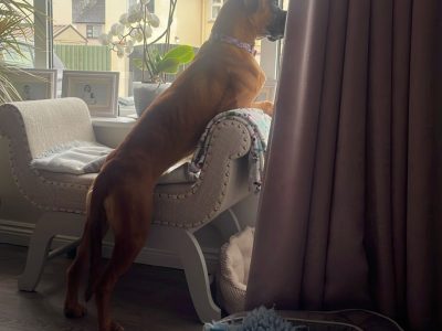 11-Month-Old Female Boxer Looking for Forever Home