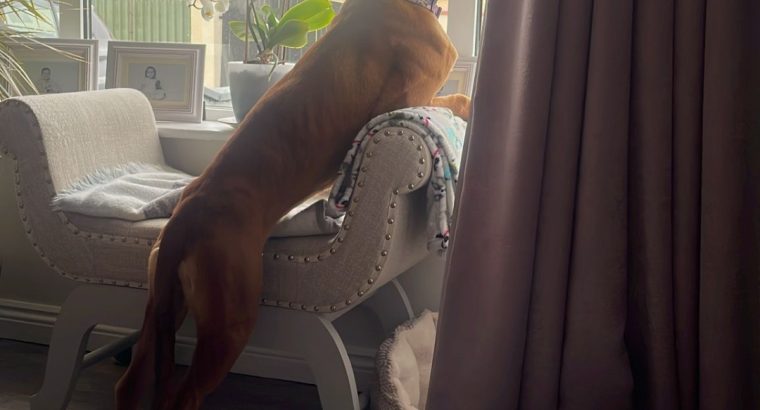 11-Month-Old Female Boxer Looking for Forever Home