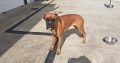11-Month-Old Female Boxer Looking for Forever Home