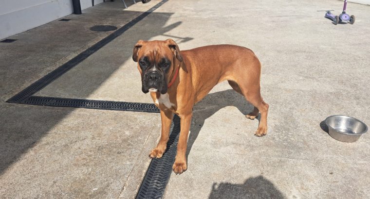 11-Month-Old Female Boxer Looking for Forever Home