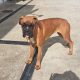 11-Month-Old Female Boxer Looking for Forever Home