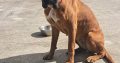 11-Month-Old Female Boxer Looking for Forever Home