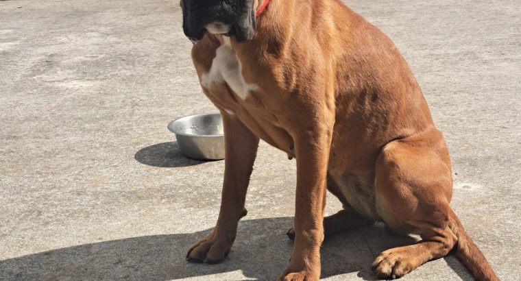 11-Month-Old Female Boxer Looking for Forever Home