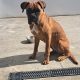 11-Month-Old Female Boxer Looking for Forever Home