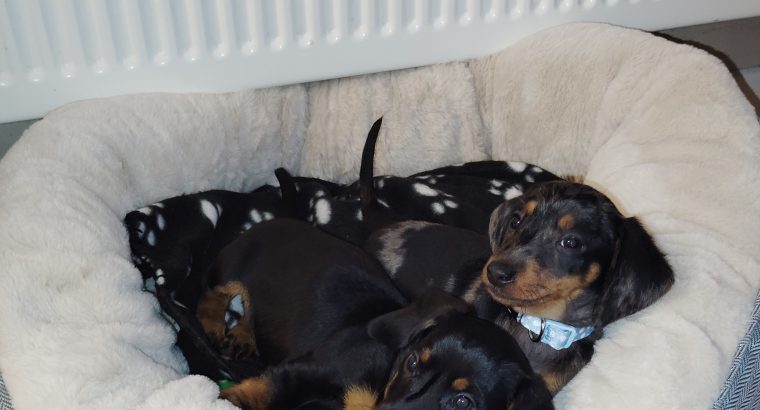 Miniature Black and Tan Male Dachshund