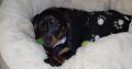 Miniature Black and Tan Male Dachshund