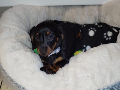 Miniature Black and Tan Male Dachshund
