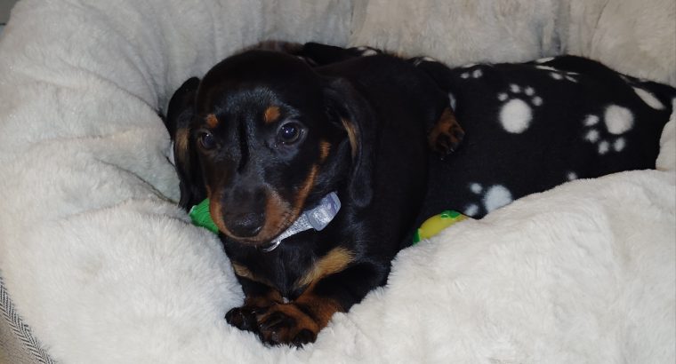 Miniature Black and Tan Male Dachshund
