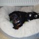 Miniature Black and Tan Male Dachshund