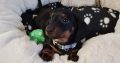 Miniature Black and Tan Male Dachshund
