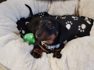 Miniature Black and Tan Male Dachshund
