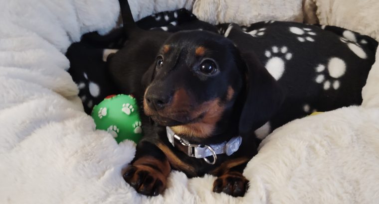 Miniature Black and Tan Male Dachshund