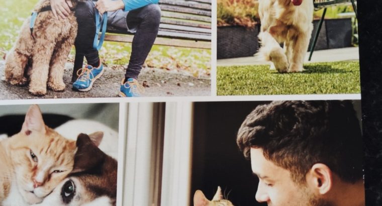 Miniature Black and Tan Male Dachshund