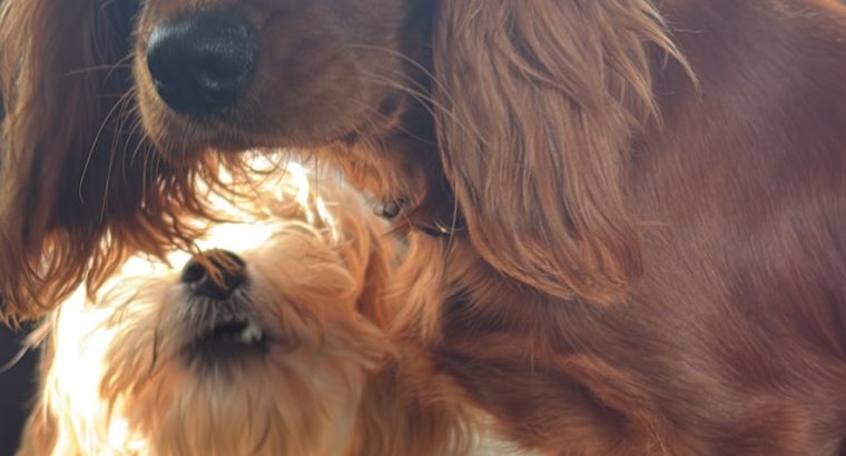 Two female 9 month puppies trained