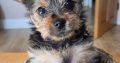 Beautiful Yorkshire terrier puppies for sale