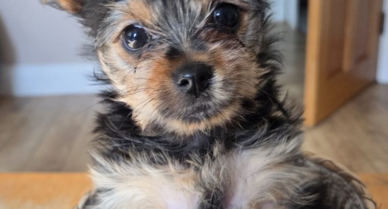Beautiful Yorkshire terrier puppies for sale